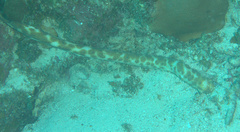Holothuria thomasi