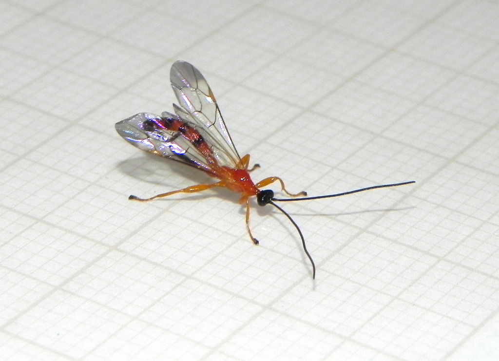Hymenoepimecis bicolor