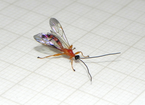 Hymenoepimecis bicolor