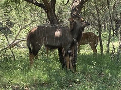 Tragelaphus angasii