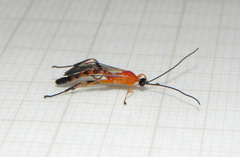 Hymenoepimecis bicolor