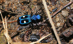 Pseudoxycheila tarsalis