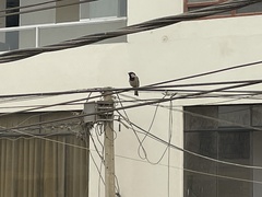 Passer domesticus