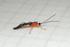 Hymenoepimecis bicolor