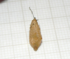 Hymenoepimecis bicolor