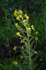 Rorippa barbareifolia