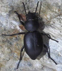 Tentyria incerta