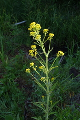 Rorippa barbareifolia