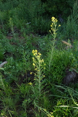 Rorippa barbareifolia