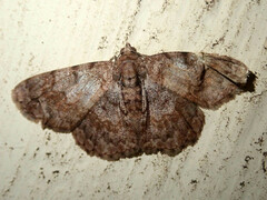 Diplurodes semicircularis