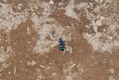 Pseudoxycheila tarsalis