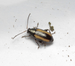 Phyllotreta vittula