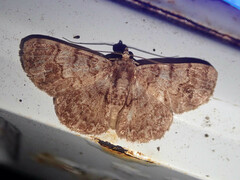 Diplurodes semicircularis