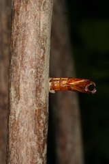 Chamaesphecia hungarica