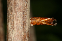 Chamaesphecia hungarica