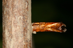 Chamaesphecia hungarica