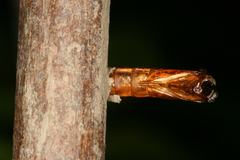 Chamaesphecia hungarica