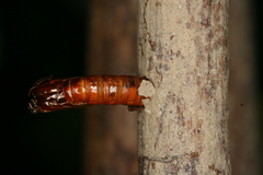 Chamaesphecia hungarica