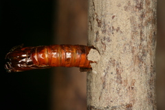 Chamaesphecia hungarica