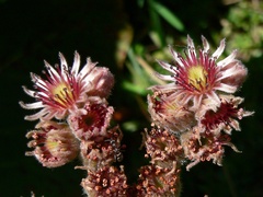 Sempervivum tectorum