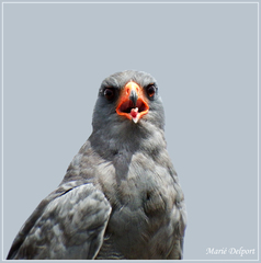 Melierax canorus canorus