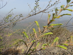 Phyllanthus emblica