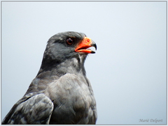 Melierax canorus canorus