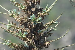 Puya alpestris
