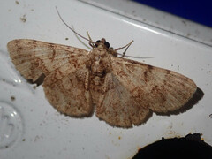 Diplurodes semicircularis