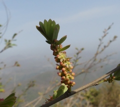 Phyllanthus emblica