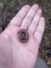 Contia tenuis