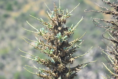 Puya alpestris