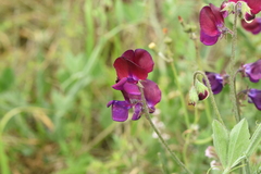 Lathyrus odoratus