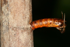 Chamaesphecia hungarica