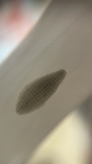 Glossiphoniidae