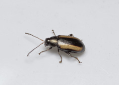Phyllotreta vittula