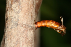 Chamaesphecia hungarica