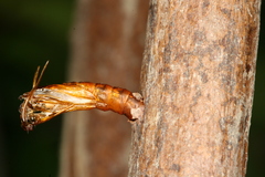 Chamaesphecia hungarica