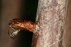 Chamaesphecia hungarica