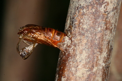 Chamaesphecia hungarica