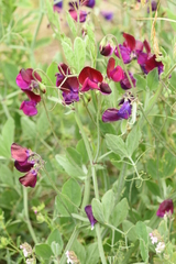 Lathyrus odoratus