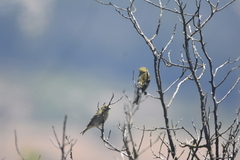 Spinus barbatus