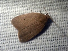 Eugoa latera