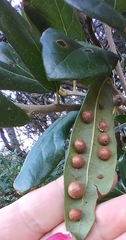 Belonocnema treatae