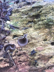 Arrhenia epichysium