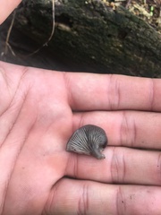 Arrhenia epichysium