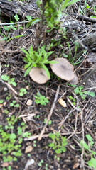 Pseudoclitocybe cyathiformis