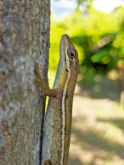 Anolis auratus