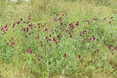 Lathyrus odoratus