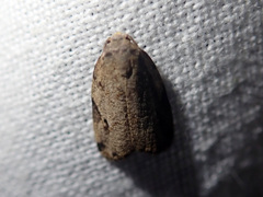 Eugoa turbida